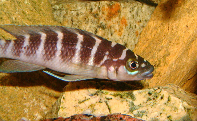 tanganika, Neolamprologus cylindricus (szczelinowiec cylindryczny)