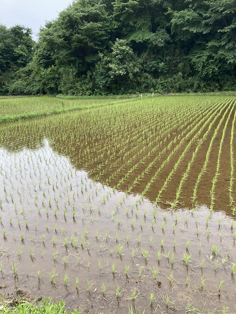 多摩丘陵黒川の田植え