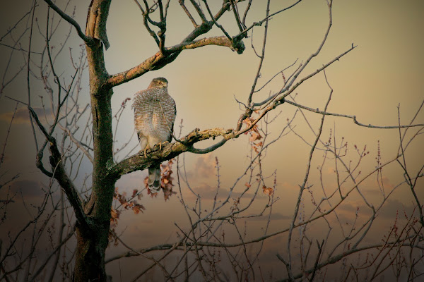 Cooper's Hawk.