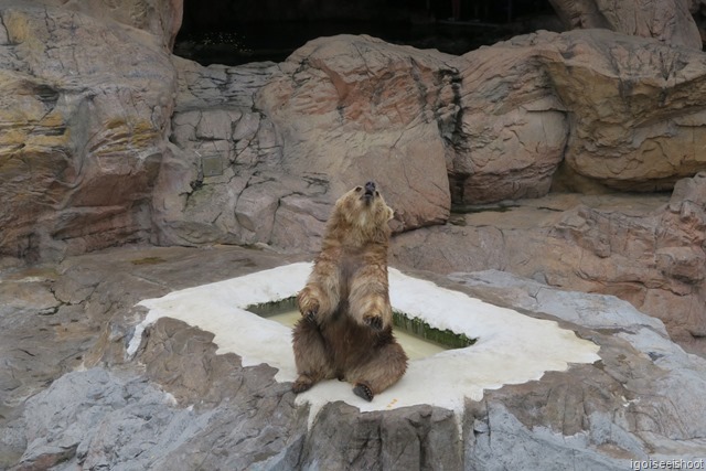 Chimelong Ocean Kingdom - exhibits at the Polar Horizon Themed Zone include the bears   