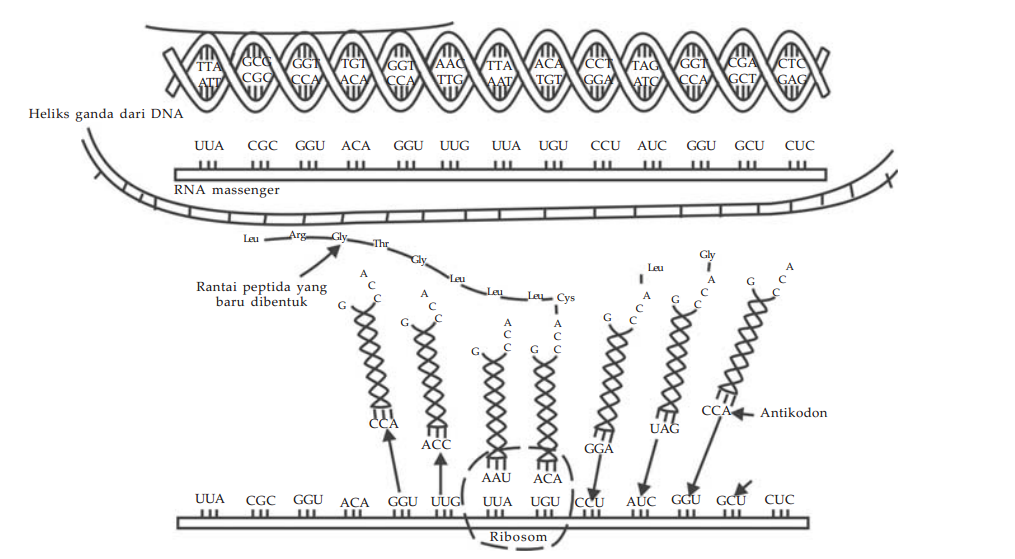 Proses sintesis protein