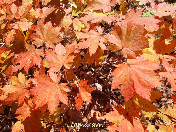 Клён ложнозибольдов (Acer pseudosieboldianum)