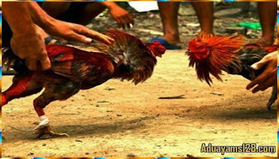 Kehebatan Ayam Bangkok Aduan Kaki Kering 