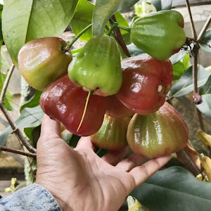 Bibit Jambu Dalhari