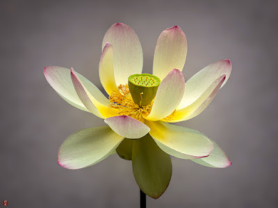 Sacred lotus flower: Ofuna Flower Center (Kamakura)