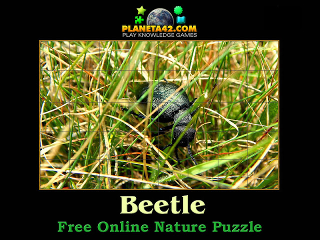 Beetle Puzzle