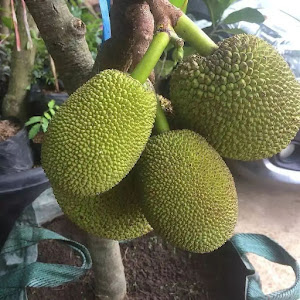 Bibit Nangka Mini