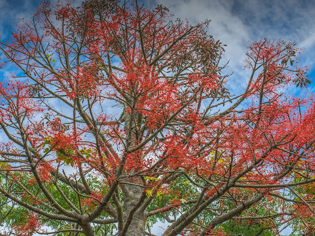 Brachychiton acerifolius