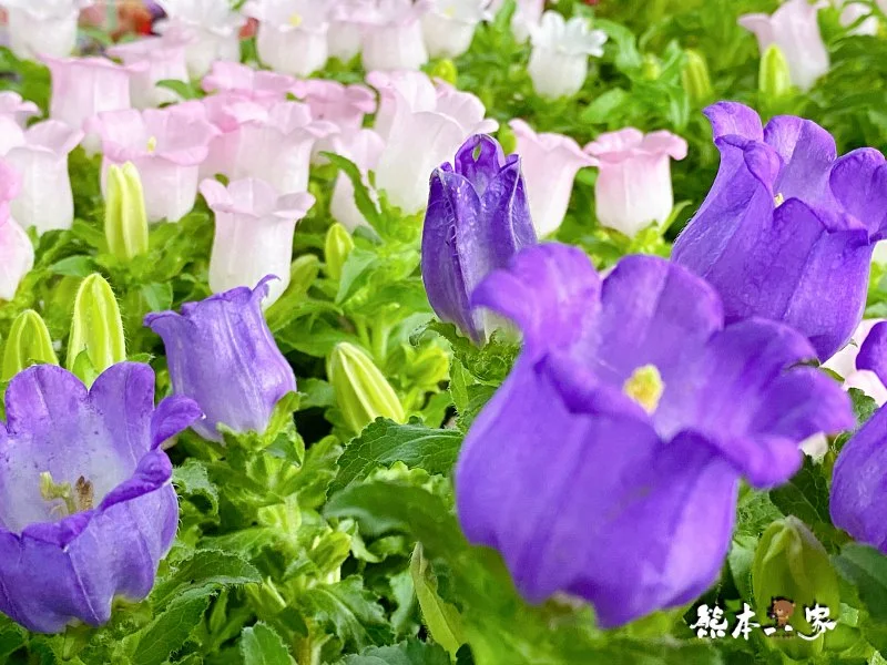 金鑫花卉-竹子湖農場