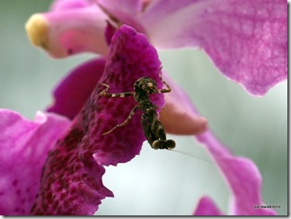 praying_mantis