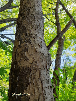 Маакия амурская (Maackia amurensis)