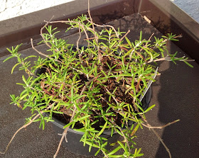 rosemary in a pot growing on windowsill