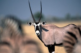 kruger national park africa 