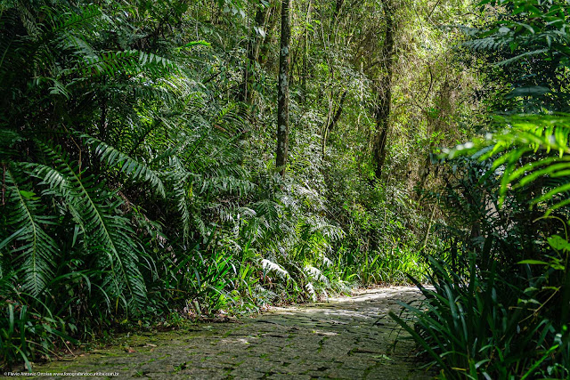 Trilha João e Maria no Bosque Alemão (Memorial da Imigração Alemã)