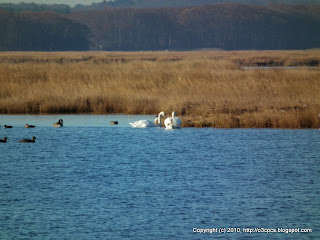 Mute Swans, 11/13/10, Salt Pannes, Parker River NWR