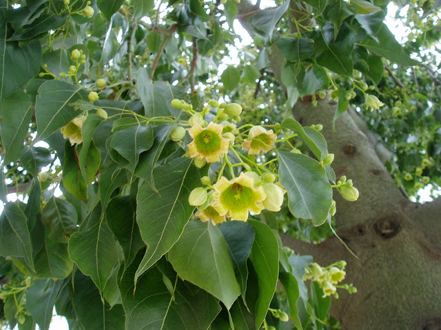 Flores de BRAQUIQUITO: Brachychiton populneus