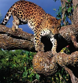 Leopardo bajando de un árbol