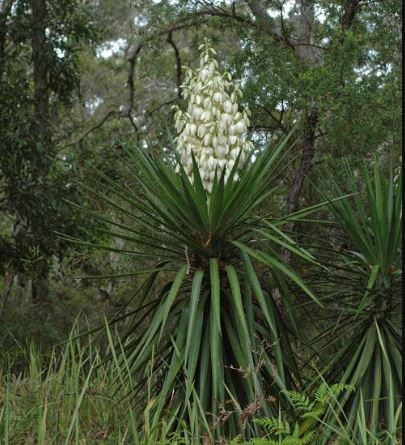 Tanaman Tombak Raja atau Yucca aloifolia yang tumbuh di habitat asli di alam liar