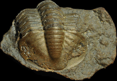 Class Trilobitte/ Class Trilobita 