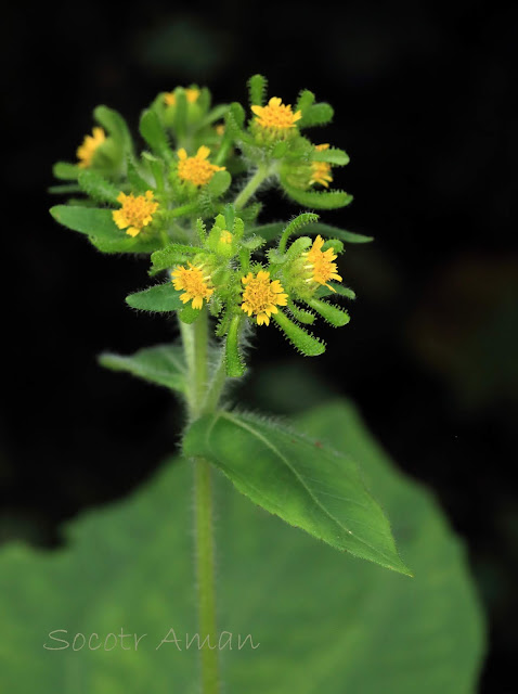 Sigesbeckia pubescens