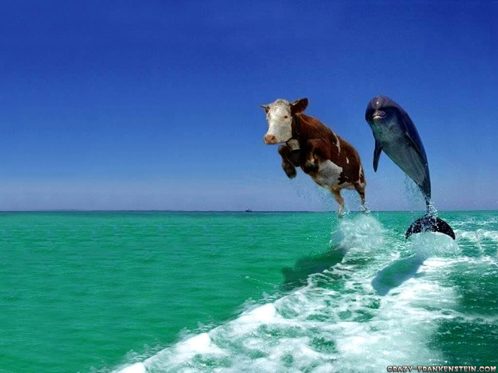 Dolphin &amp; Cow Wallpaper
