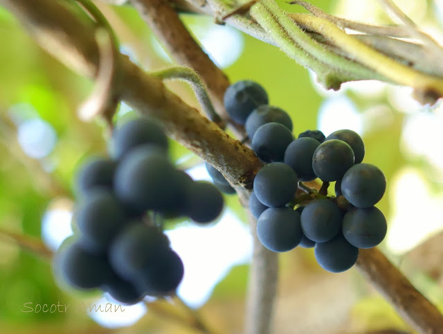 Cocculus orbiculatus