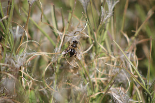 Common Drone Fly