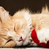 The Real Reason Why Cats Purr
