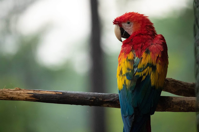 Colorful Parrots Images Gallery Wallpapers 4K Free Download