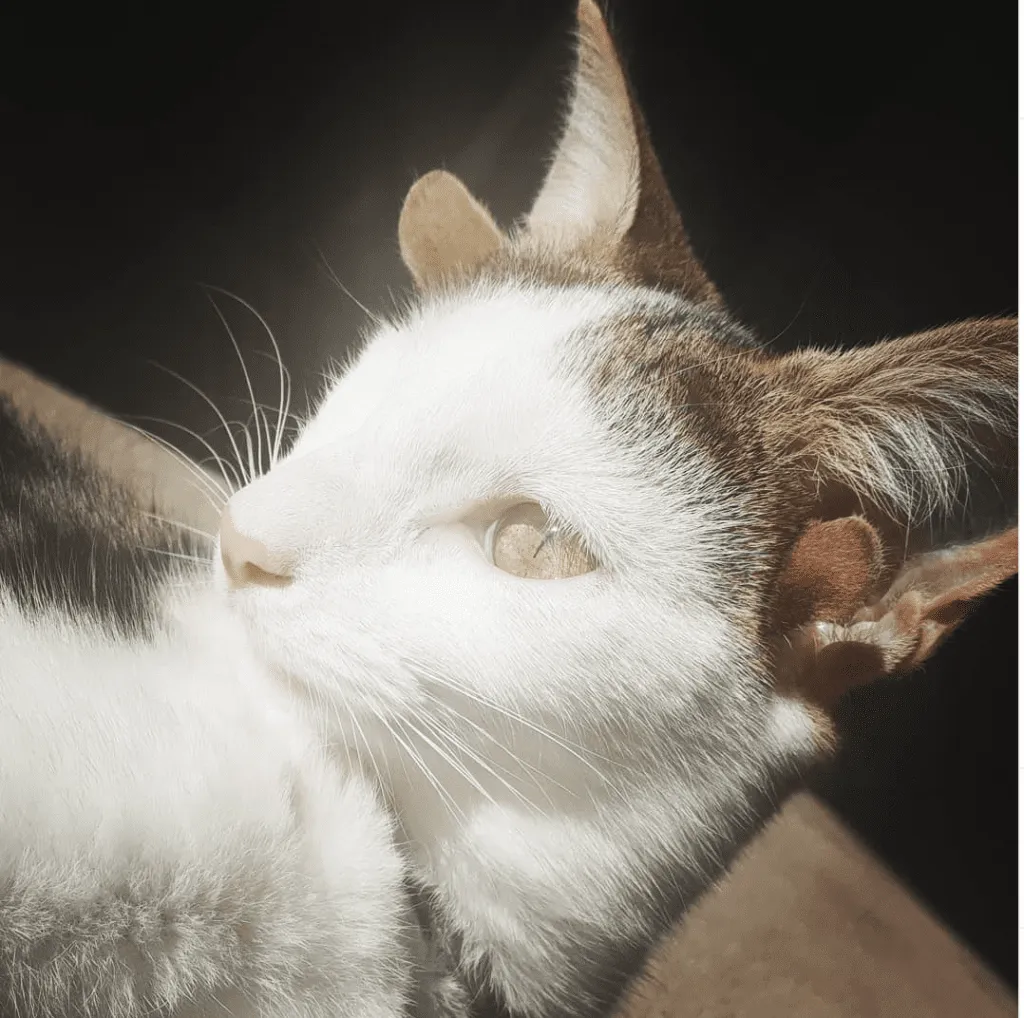 Cat With Four Ears Named Frankenkitten Is Here To Steal Your Heart