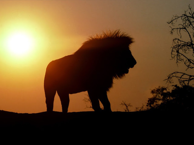  lion-wallpaper-104