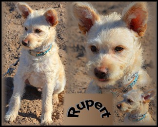 Rupert