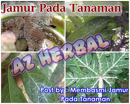 Membasmi Jamur Pada Tanaman