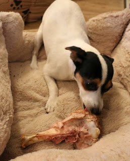 Chewing a bone nearly as big as her