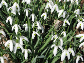 Galanthus nivalis white snowdrops by garden muses: a Toronto gardening blog