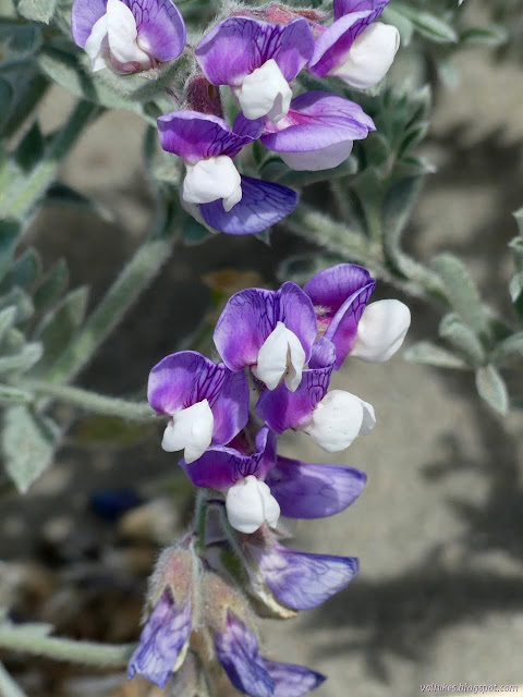 purple and white