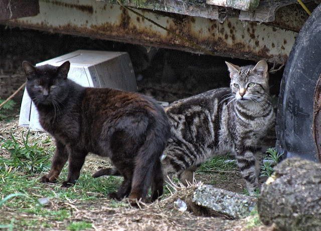 a black cat and a tabby cat, two ferals hanging out