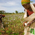 Cotton Made in Africa [CmiA] Establishes Sustainable Cotton Production in Uganda.