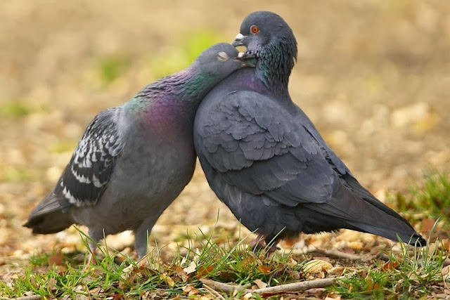 Beautiful Love Pigeons HD Wallpaper Free