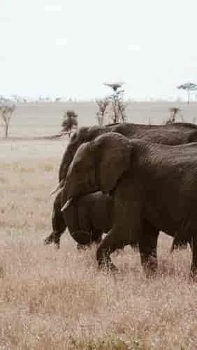 Interesting Facts About Elephant