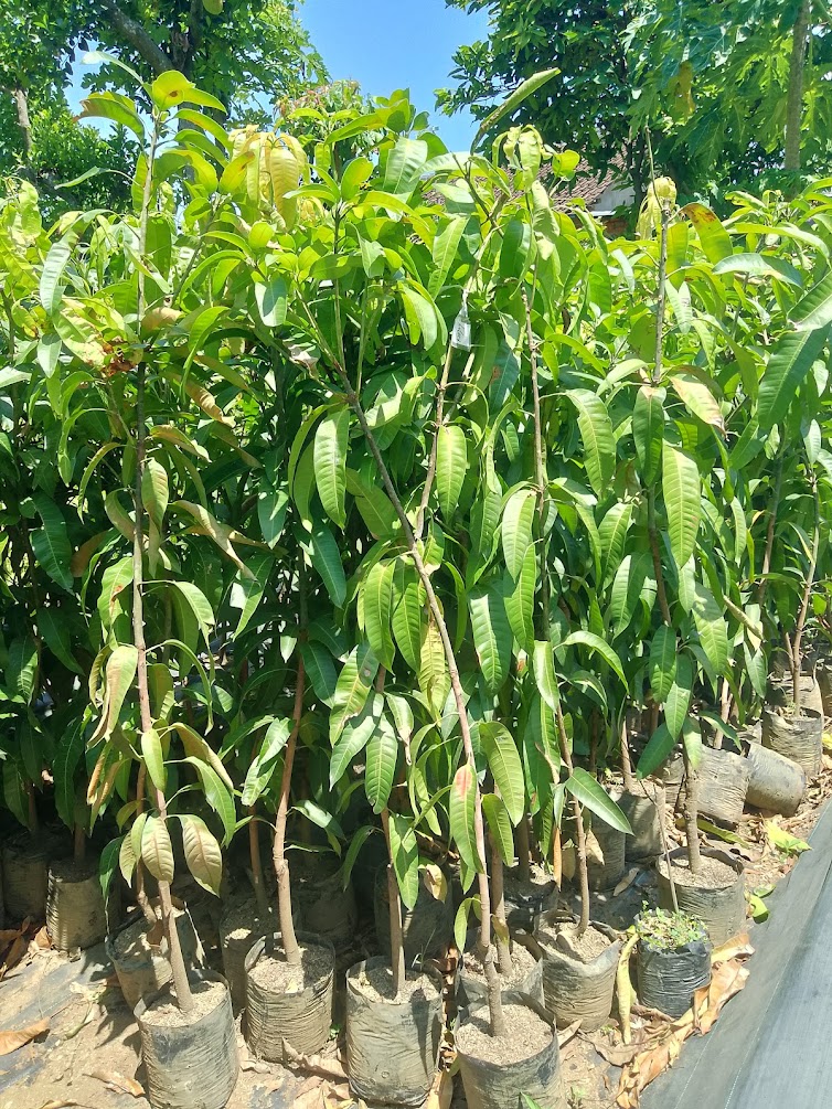 bibit mangga kiojay tanaman buah bisa tabulampot Sulawesi Utara