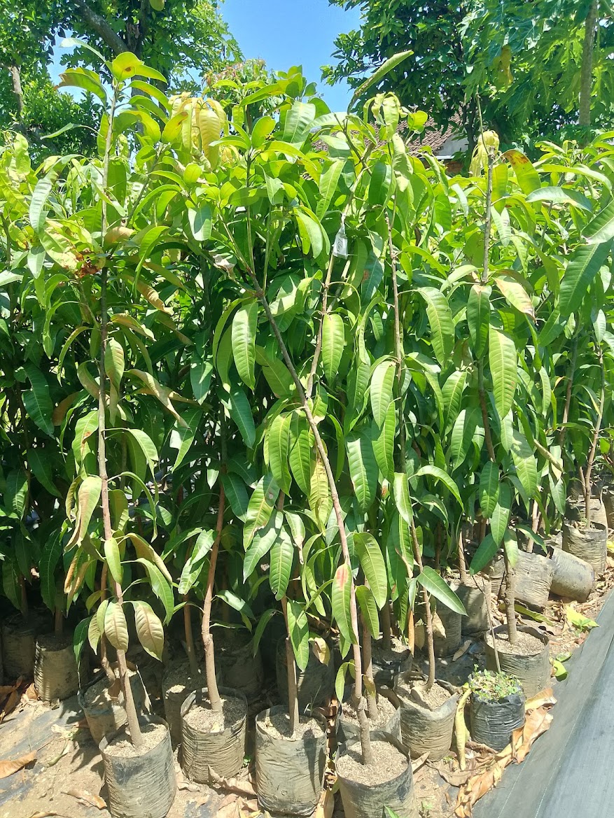 jual bibit buah mangga kiojay tanaman banyak diburu pecinta tumbuhan Kalimantan Selatan