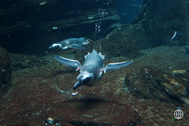 PINGWIN POD WODĄ LISBOA OCEANARIO