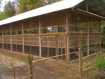 PANDUAN MEMBUAT KANDANG AYAM KAMPUNG