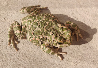 The toad that we had to relocate