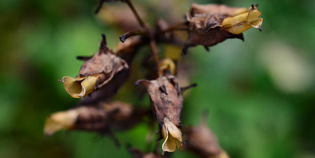   Halenia deflexa,  Spurred Gentian, Halenia seed, cohan magazine, cohan seeds