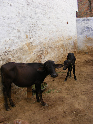 Priyanka's baby buffaloes