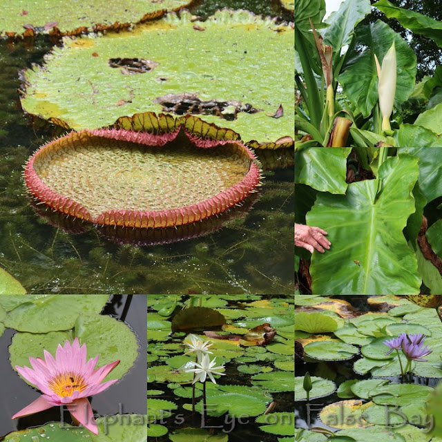 Amazon and water lilies Pamplemousses November