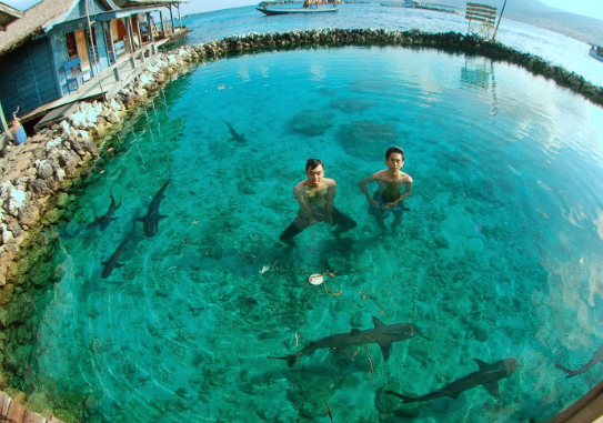 foto berenang bersama hiu, foto hiu di karimun jawa, pulau karimun jawa