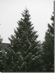 snow 001